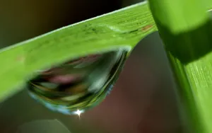 绿色植物之露珠水滴_10