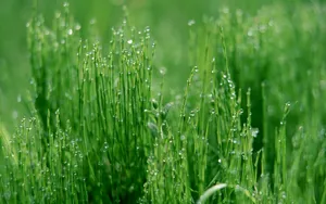 绿色植物之露珠水滴_11