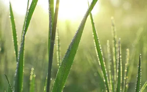 绿色植物之露珠水滴_13