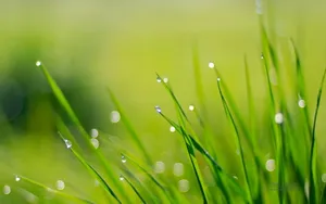 绿色植物之露珠水滴_15