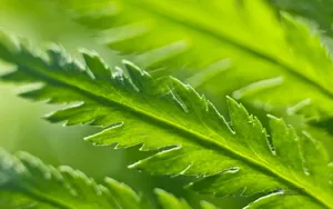 绿色植物之露珠水滴_16