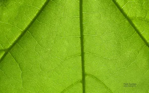 绿色植物之露珠水滴_17
