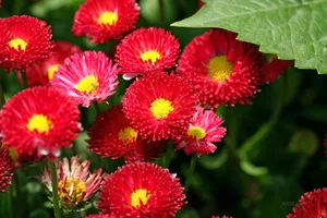 雏菊