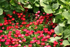 雏菊