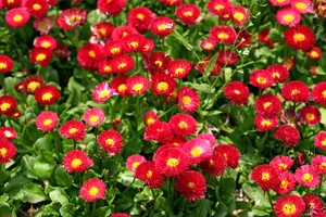雏菊_2
