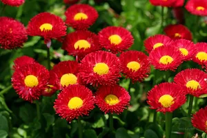 雏菊_3