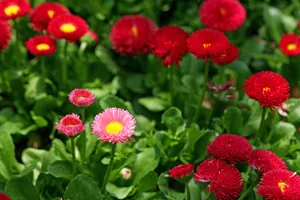 雏菊_4