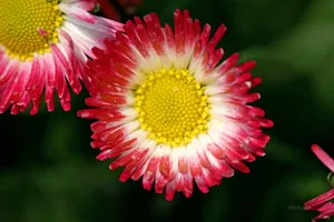 雏菊_5