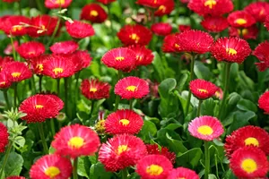 雏菊_6