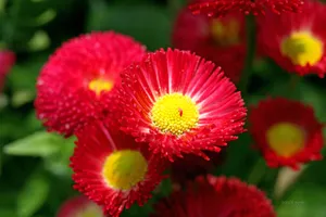 雏菊_8