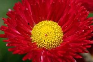 雏菊_9