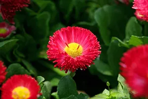 雏菊_10