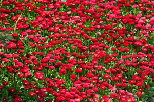 雏菊_11