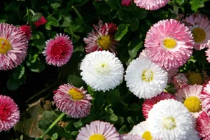 雏菊_13
