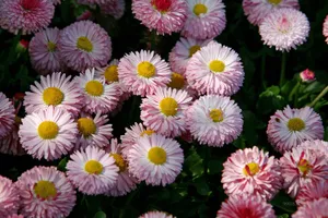 雏菊_14