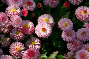 雏菊_15