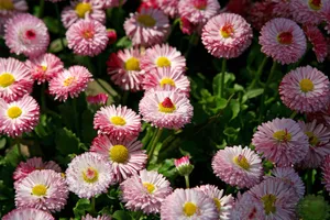 雏菊_16