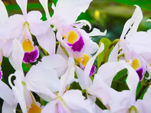 蝴蝶兰_11