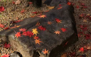 秋天枫叶壁纸