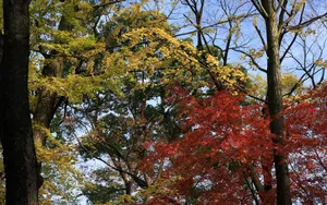 秋天枫叶壁纸_2