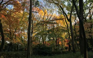 秋天枫叶壁纸_4