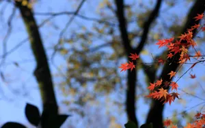 秋天枫叶壁纸_7