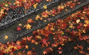 秋天枫叶壁纸_8