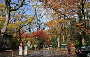 秋天枫叶壁纸_9