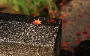 秋天枫叶壁纸_10