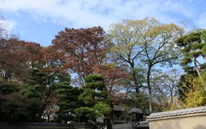 秋天枫叶壁纸_12