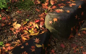 秋天枫叶壁纸_14