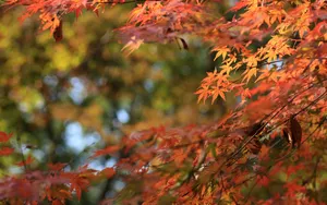 秋天枫叶壁纸_15