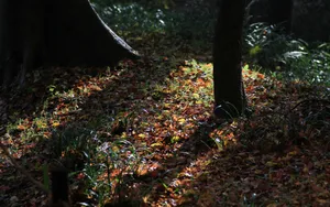 秋天枫叶壁纸_19