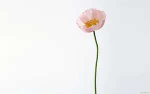 罂粟花图片壁纸_3