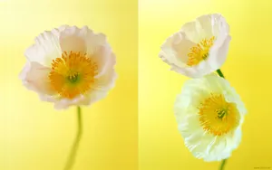 罂粟花图片壁纸_4