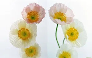 罂粟花图片壁纸_5