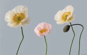 罂粟花图片壁纸_6