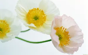 罂粟花图片壁纸_7