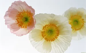 罂粟花图片壁纸_8