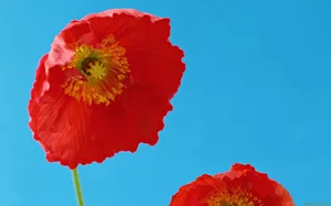 罂粟花图片壁纸_10