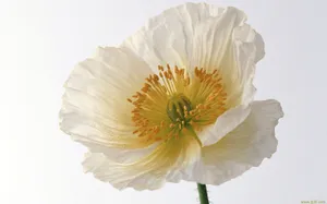 罂粟花图片壁纸_11