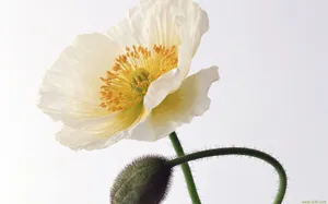 罂粟花图片壁纸_12
