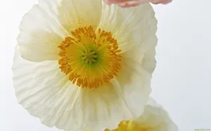 罂粟花图片壁纸_16