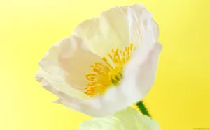 罂粟花图片壁纸_18