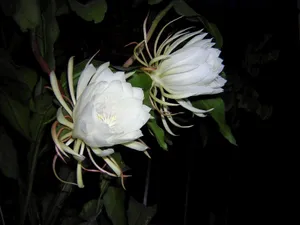 昙花一现图片_2