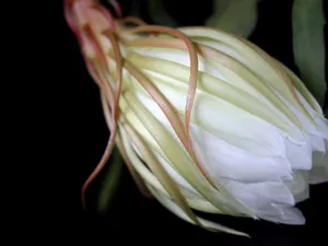 昙花一现图片_3