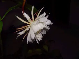 昙花一现图片_4