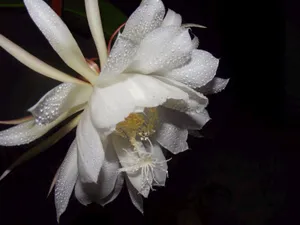 昙花一现图片_5