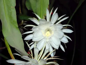 昙花一现图片_6