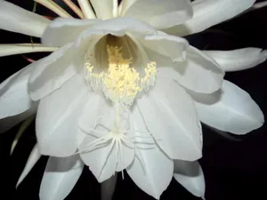 昙花一现图片_7